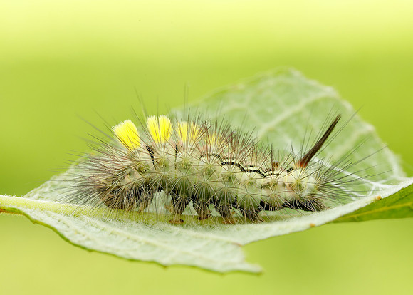 72.015 BF2028 Pale Tussock Calliteara pudibunda larva