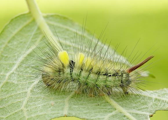 72.015 BF2028 Pale Tussock Calliteara pudibunda larva