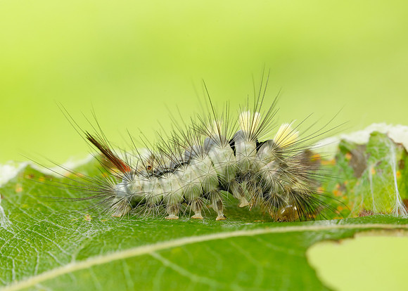 72.015 BF2028 Pale Tussock Calliteara pudibunda larva
