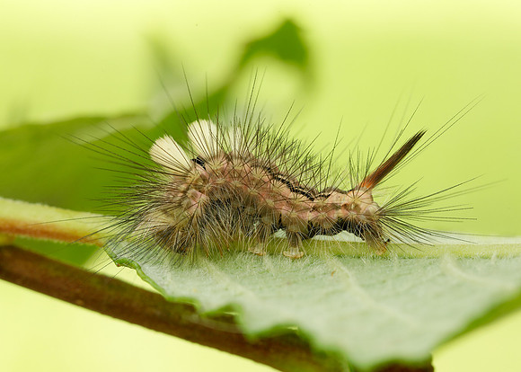 72.015 BF2028 Pale Tussock Calliteara pudibunda larva