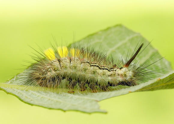 72.015 BF2028 Pale Tussock Calliteara pudibunda larva