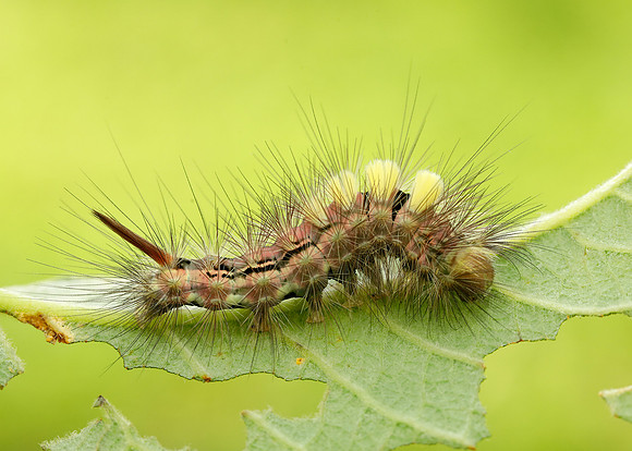 72.015 BF2028 Pale Tussock Calliteara pudibunda larva