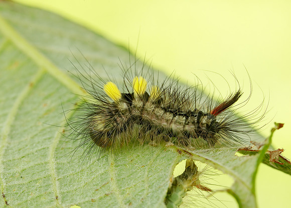 72.015 BF2028 Pale Tussock Calliteara pudibunda larva