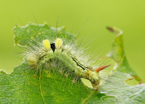 72.015 BF2028 Pale Tussock Calliteara pudibunda larva