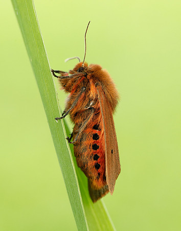 72.024 BF2064 Ruby Tiger Phragmatobia fuliginosa