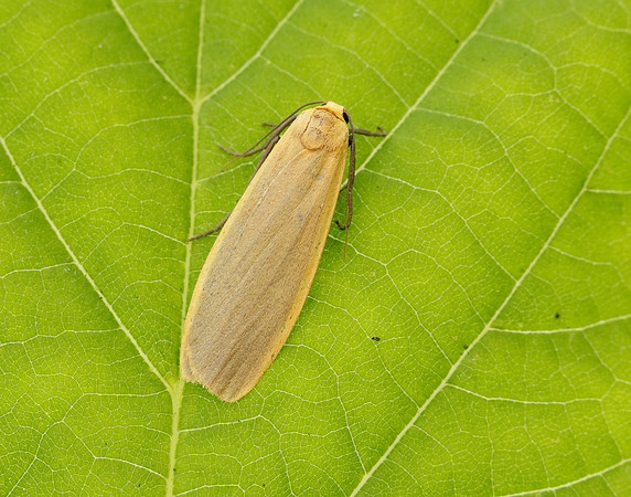 72.043 BF2049 Buff Footman Eilema depressa