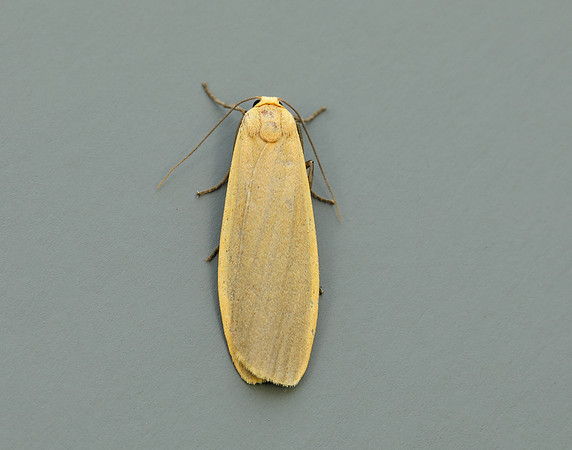 72.043 BF2049 Buff Footman Eilema depressa