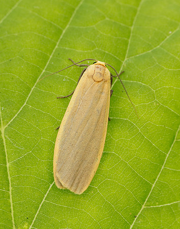 72.043 BF2049 Buff Footman Eilema depressa