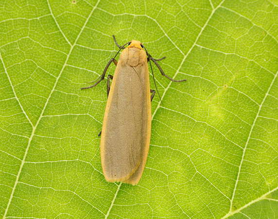 72.043 BF2049 Buff Footman Eilema depressa