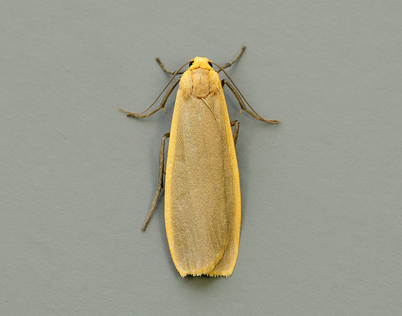 72.043 BF2049 Buff Footman Eilema depressa