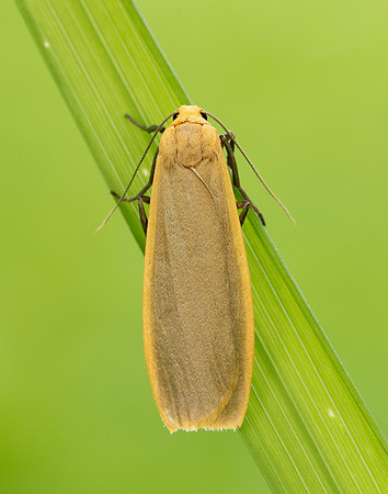72.043 BF2049 Buff Footman Eilema depressa