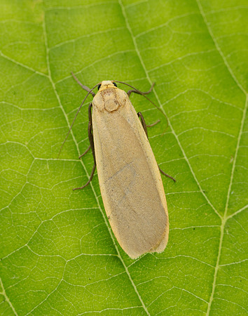 72.043 BF2049 Buff Footman Eilema depressa