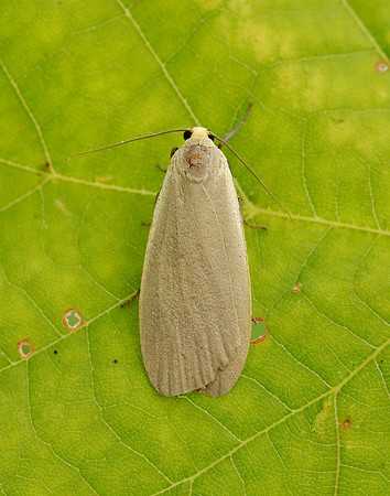 72.044 BF2044 Dingy Footman Eilema griseola