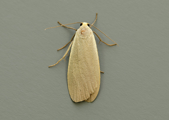 72.044 BF2044 Dingy Footman Eilema griseola