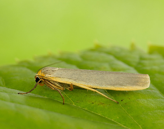 72.046 BF2047 Scarce Footman Eilema complana