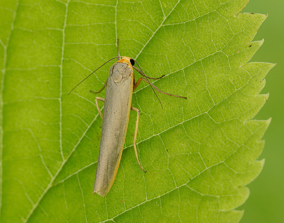 72.046 BF2047 Scarce Footman Eilema complana