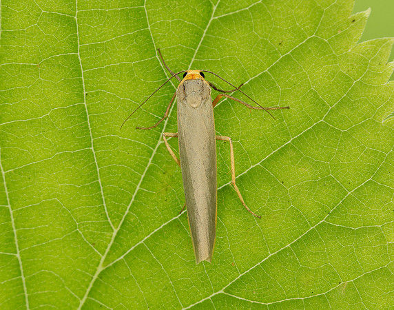 72.046 BF2047 Scarce Footman Eilema complana