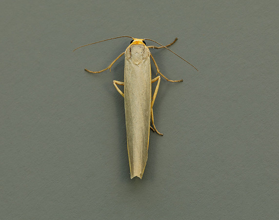 72.046 BF2047 Scarce Footman Eilema complana