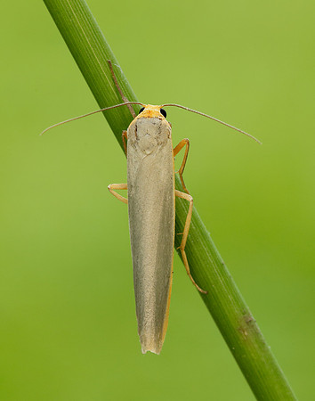 72.046 BF2047 Scarce Footman Eilema complana
