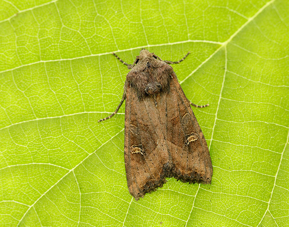 73.119 BF2368 Crescent Helotropha leucostigma