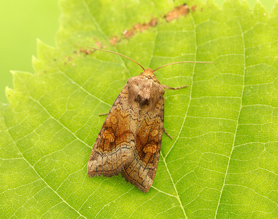 73.1281 BF2360x Ear Moth agg Amphipoea oculea agg.