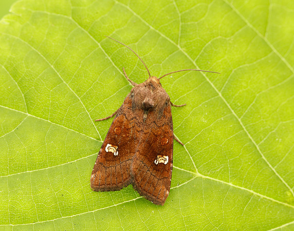 73.1281 BF2360x Ear Moth agg Amphipoea oculea agg.