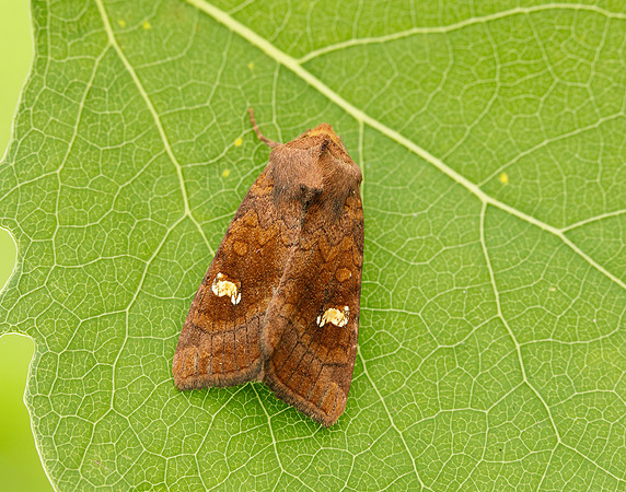 73.1281 BF2360x Ear Moth agg Amphipoea oculea agg.