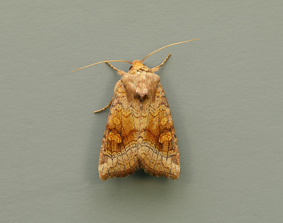 73.1281 BF2360x Ear Moth agg Amphipoea oculea agg.