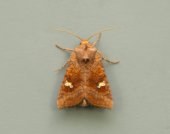 73.1281 BF2360x Ear Moth agg Amphipoea oculea agg.