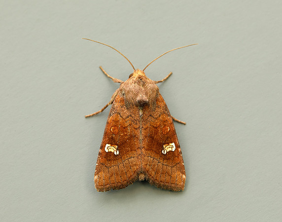 73.1281 BF2360x Ear Moth agg Amphipoea oculea agg.