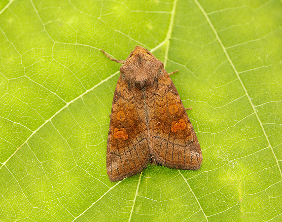 73.1281 BF2360x Ear Moth agg Amphipoea oculea agg.