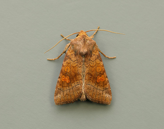 73.1281 BF2360x Ear Moth agg Amphipoea oculea agg.