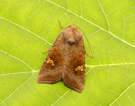 73.1281 BF2360x Ear Moth agg Amphipoea oculea agg.