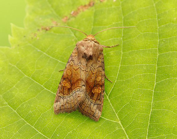 73.1281 BF2360x Ear Moth agg Amphipoea oculea agg.