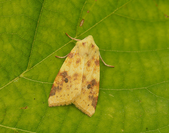73.182 BF2274 Sallow Cirrhia icteritia
