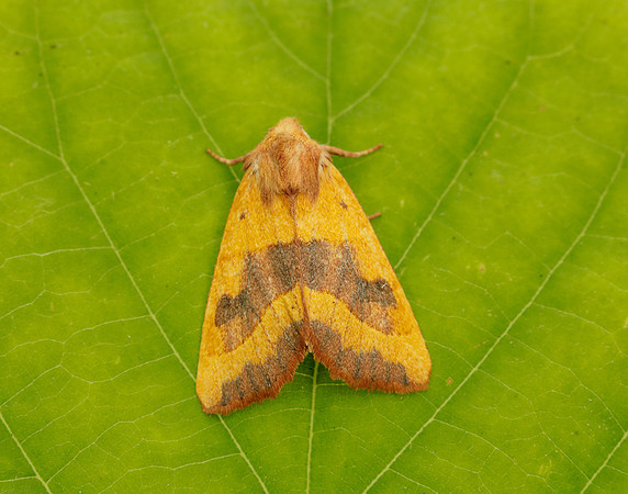 73.219 BF2269 Centre-barred Sallow Atethmia centrago