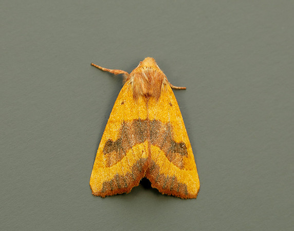 73.219 BF2269 Centre-barred Sallow Atethmia centrago