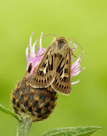 73.254 BF2176 Antler Moth Cerapteryx graminis