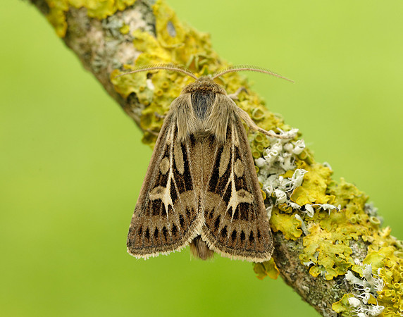 73.254 BF2176 Antler Moth Cerapteryx graminis
