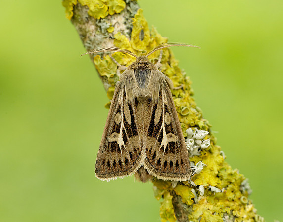 73.254 BF2176 Antler Moth Cerapteryx graminis