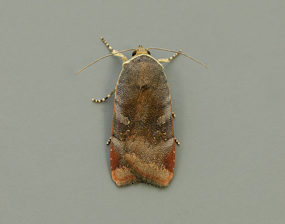 73.348 BF2111 Lesser Broad-bordered Yellow Underwing Noctua jant