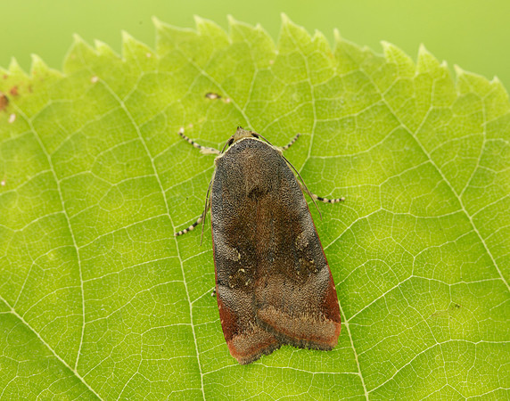 73.348 BF2111 Lesser Broad-bordered Yellow Underwing Noctua jant