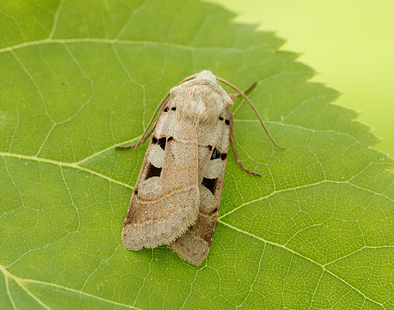 73.365 BF2117 Autumnal Rustic Eugnorisma glareosa