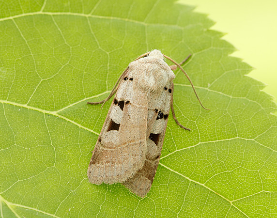 73.365 BF2117 Autumnal Rustic Eugnorisma glareosa