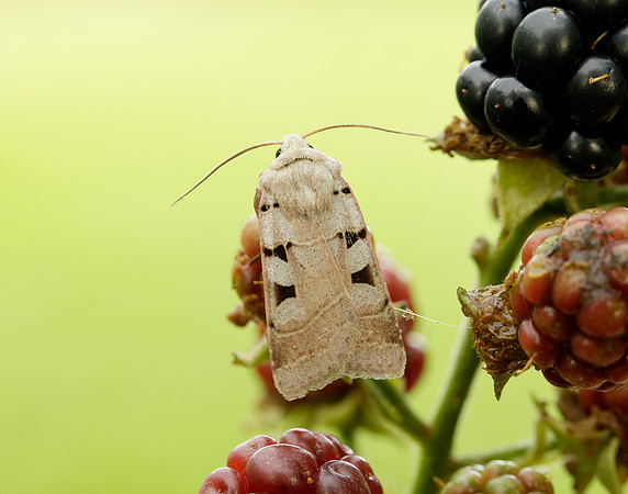73.365 BF2117 Autumnal Rustic Eugnorisma glareosa