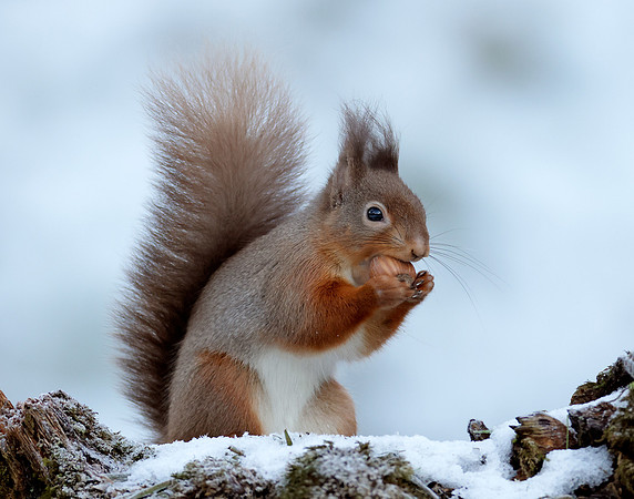 Red Squirrel Sciurus vulgaris