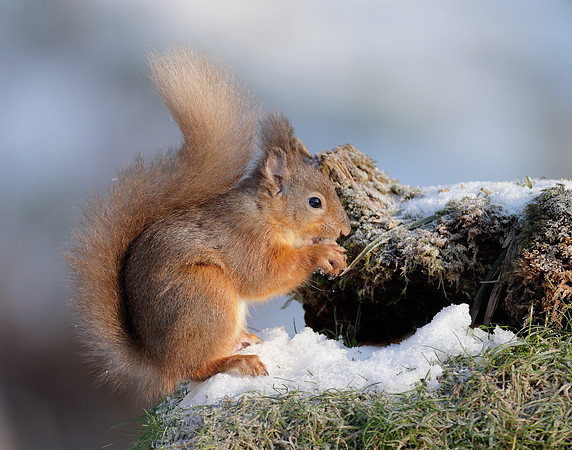 Red Squirrel Sciurus vulgaris