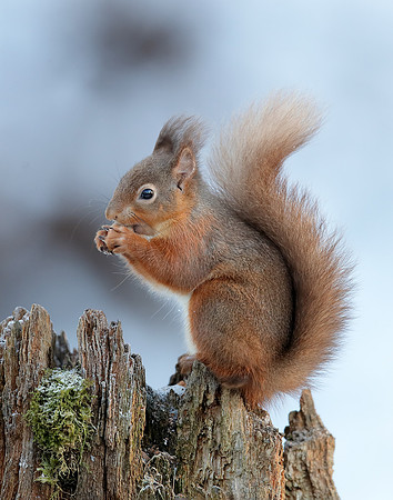 Red Squirrel Sciurus vulgaris