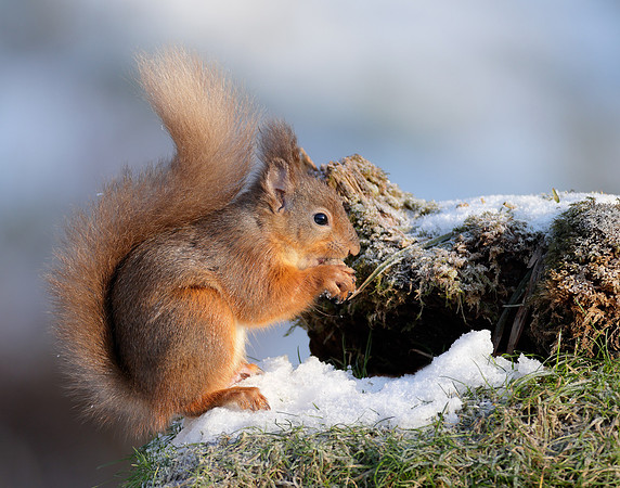Red Squirrel Sciurus vulgaris