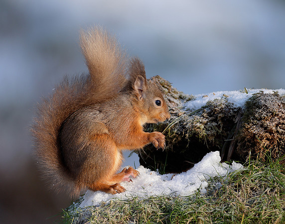 Red Squirrel Sciurus vulgaris